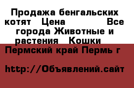 Продажа бенгальских котят › Цена ­ 20 000 - Все города Животные и растения » Кошки   . Пермский край,Пермь г.